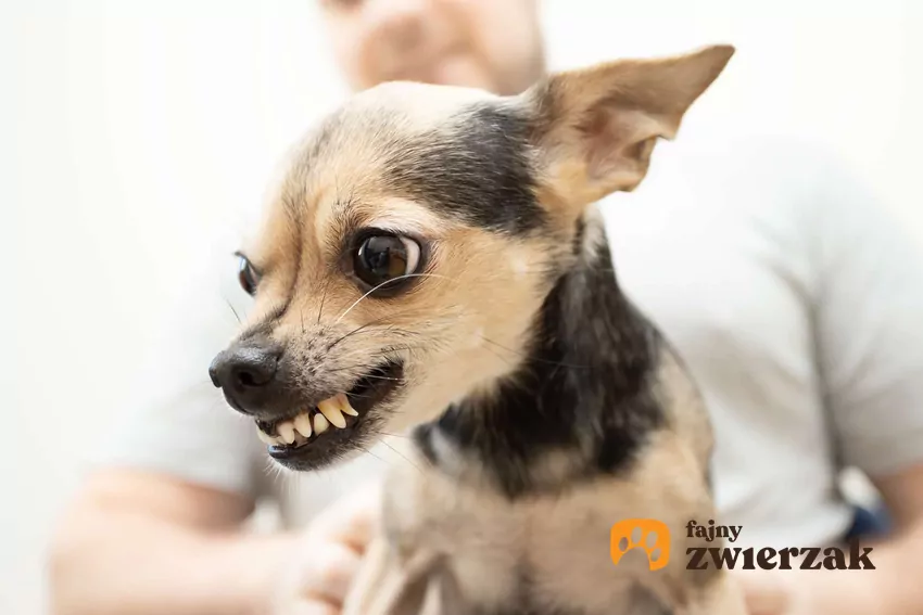 Mały pies pokazuje zęby