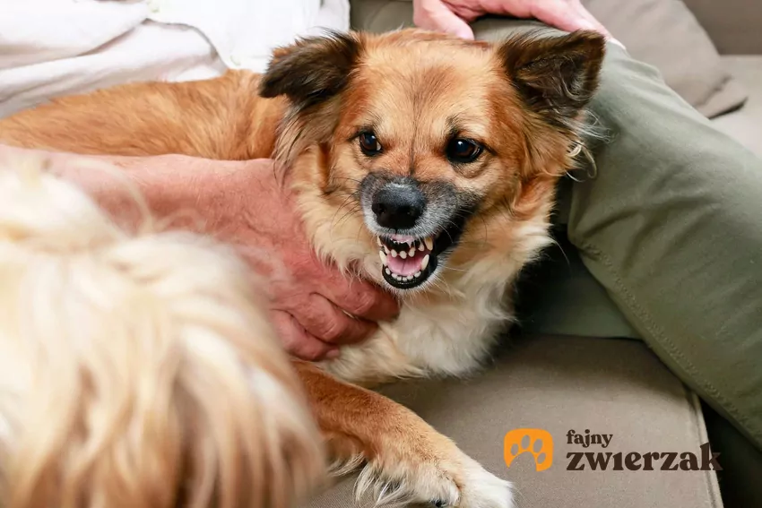 Pies stoi u boku właściciela i warczy patrząc w bok