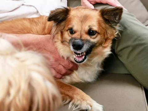 Dlaczego pies warczy po powrocie ze spaceru?