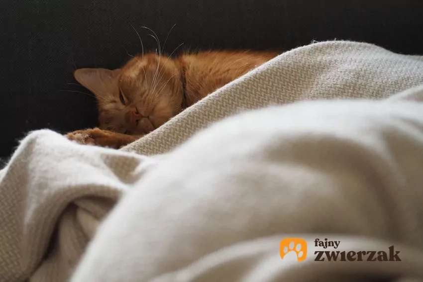 Kot leży przykryty beżowym kocem