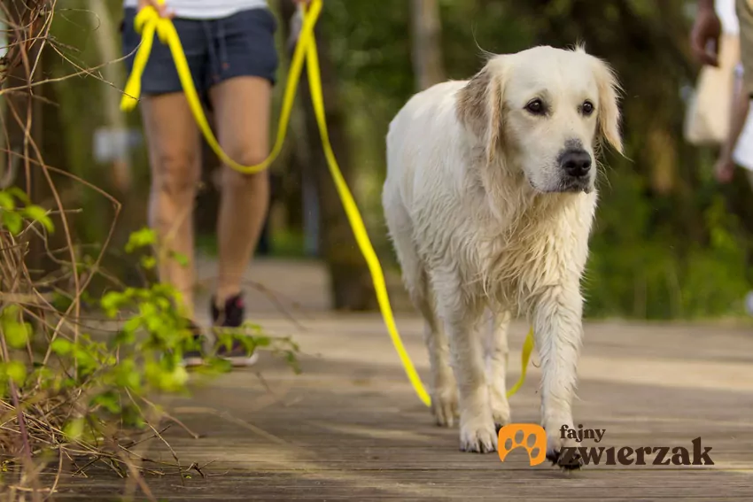 Golden retriever na spacerze