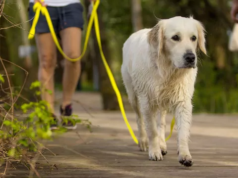 Czy pies może się nudzić tą samą trasą spacerową?
