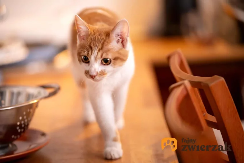 Kot chodzi po meblach