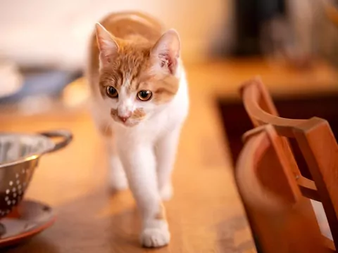 Dlaczego kot nagle przestaje wskakiwać na meble?