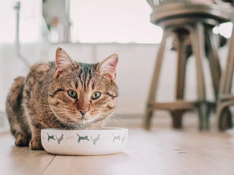 Dlaczego kot po jedzeniu zaczyna biegać?