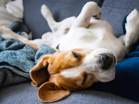 Dlaczego pies śpi z brzuchem do góry?