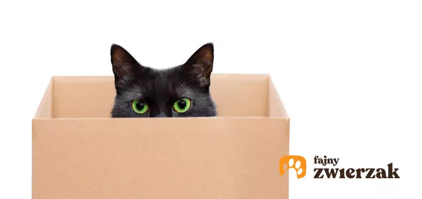 Kot wygląda z pudełka