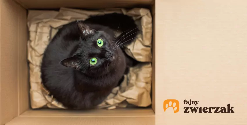 Czarny kot siedzi w pudełku