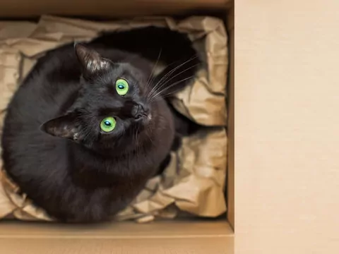 Dlaczego kot woli pudełka?