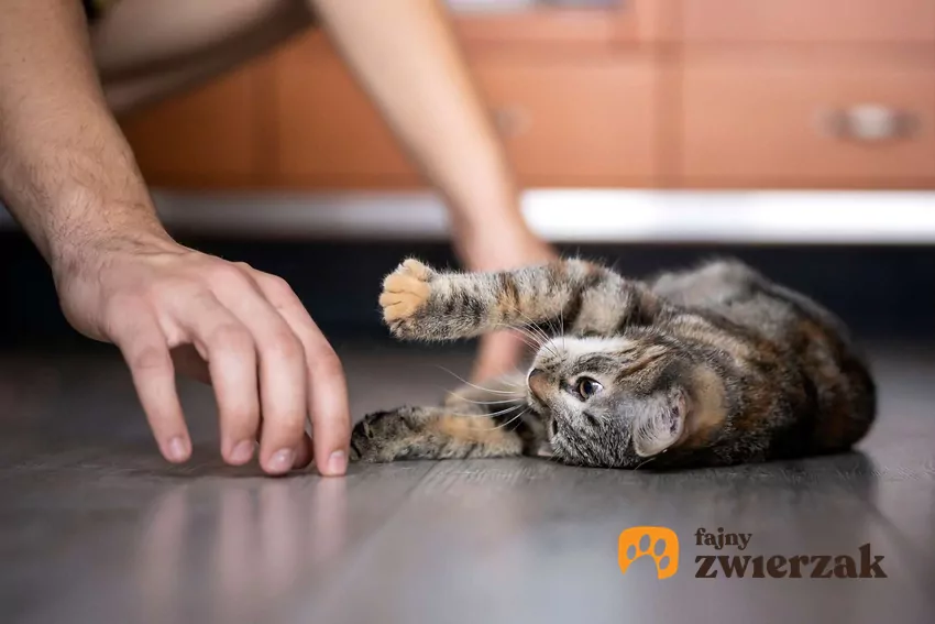 Kot, który liże włosy człowieka