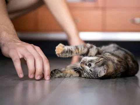 Kot, który liże włosy człowieka