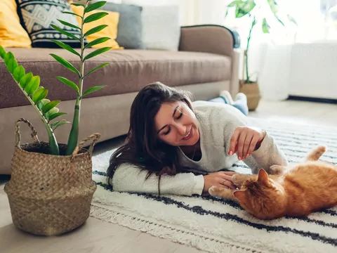 Przywiązanie kotów do miejsc