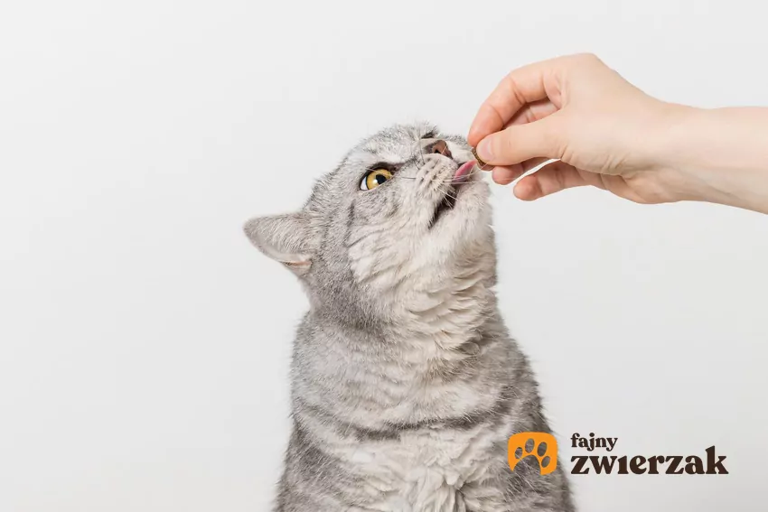 Kot wącha przysmak trzymany przez ludzką dłoń