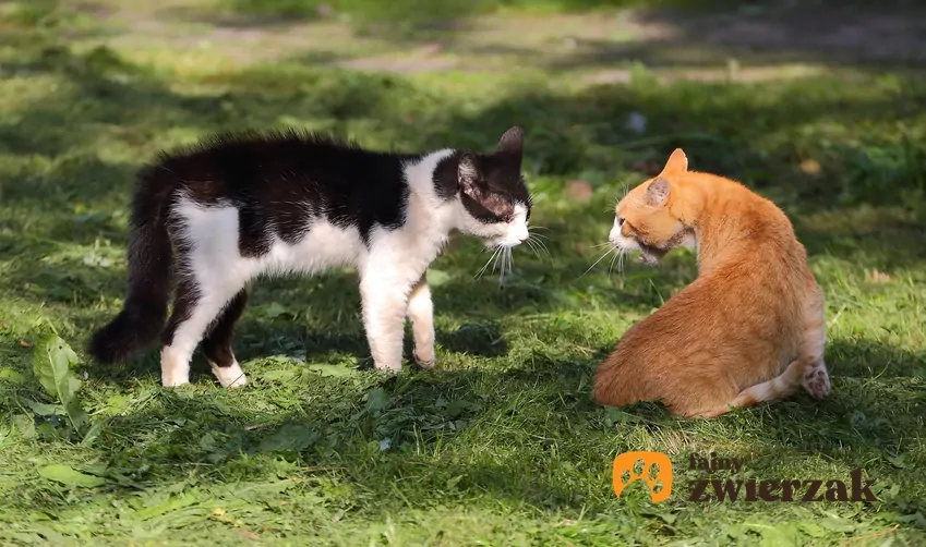 Dwa koty wpatrują się w siebie