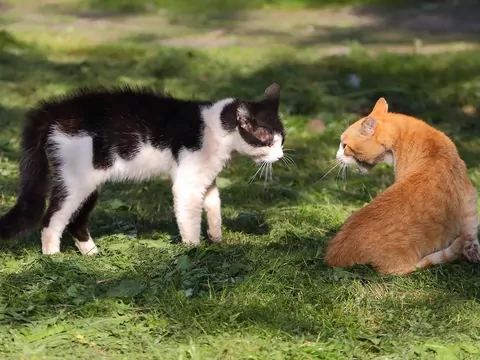 Kot unika kontaktu wzrokowego