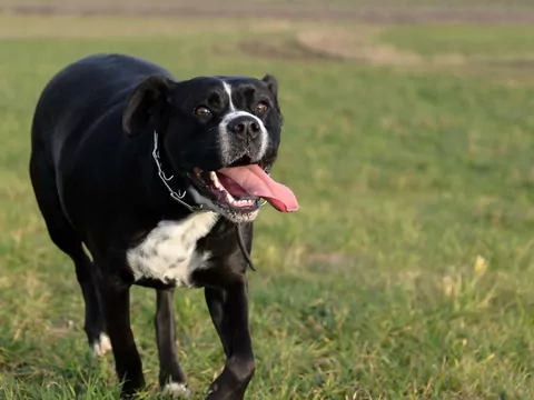 Pies został adoptowany, a potem uratował jego życie