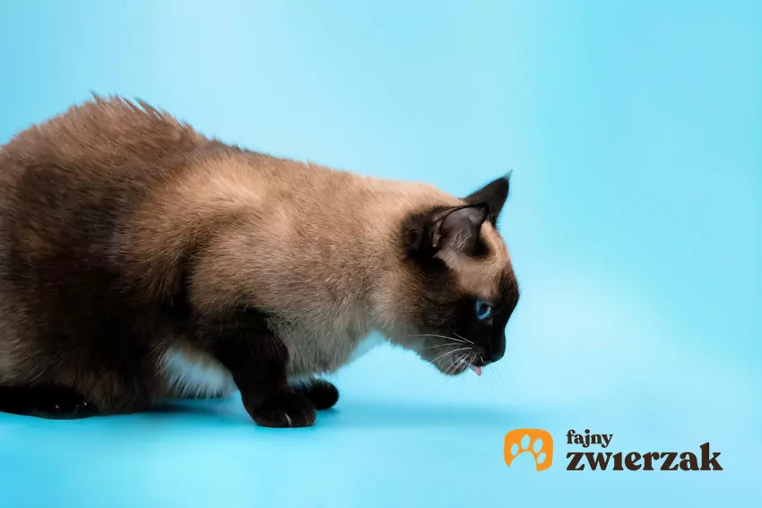 Wymiotujący kot widziany bokiem
