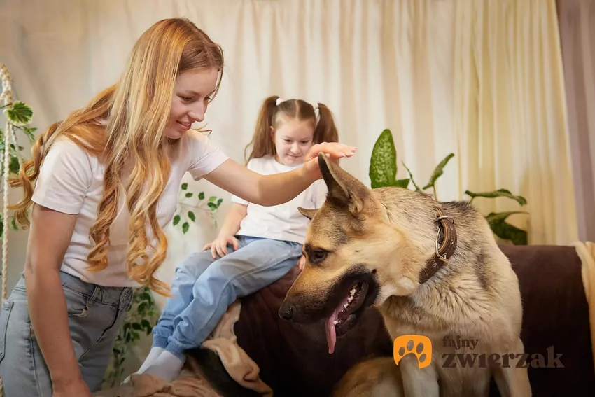 Dziewczynka chce pogłaskać psas