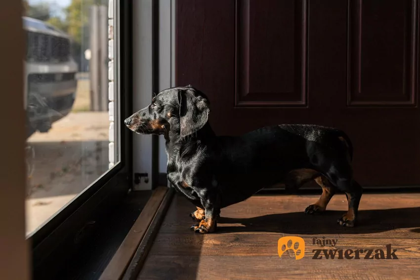 Warto zadbać o to, by w mieszkaniu zwierzak również mógł liczyć na rozrywkę Jamnik patrzy w szybę