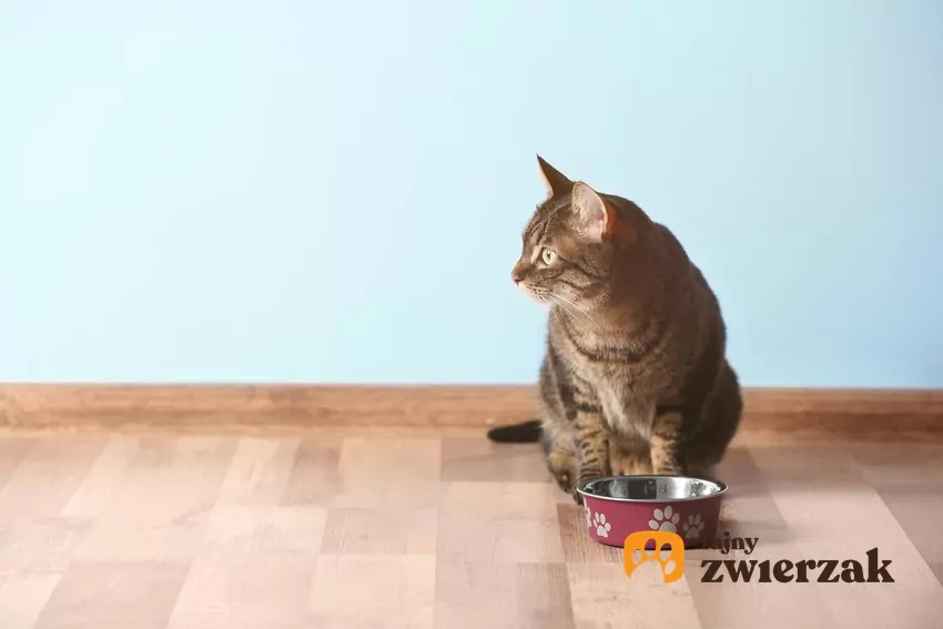 Kot siedzi przed miską