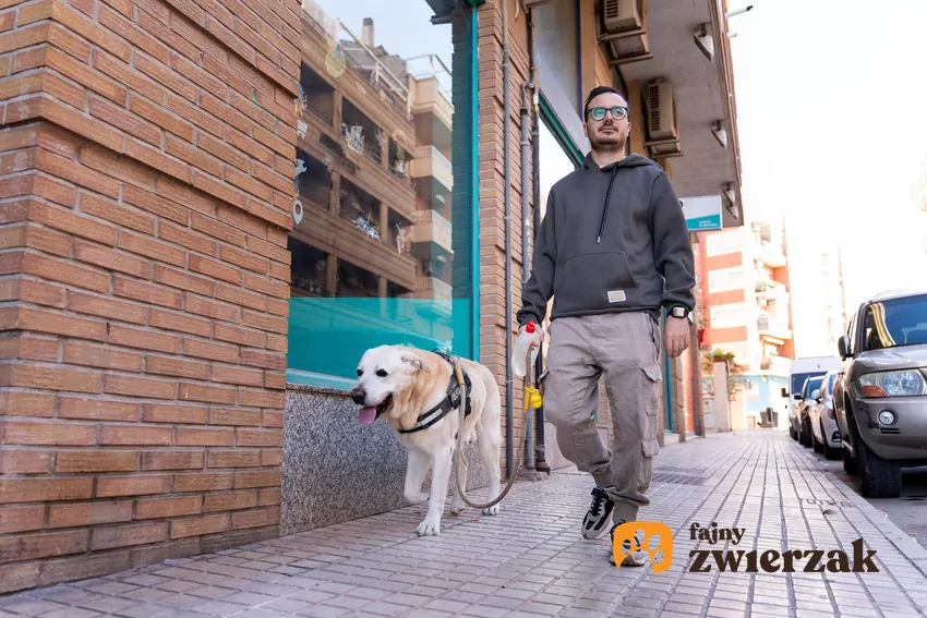 Jak rozpoznać, że pies potrzebuje więcej ruchu?