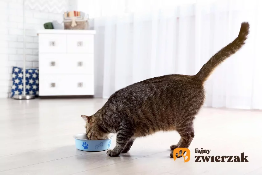 Kot je z miski