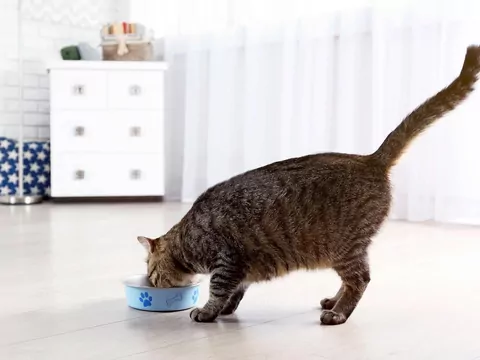 Dieta kota niewychodzącego