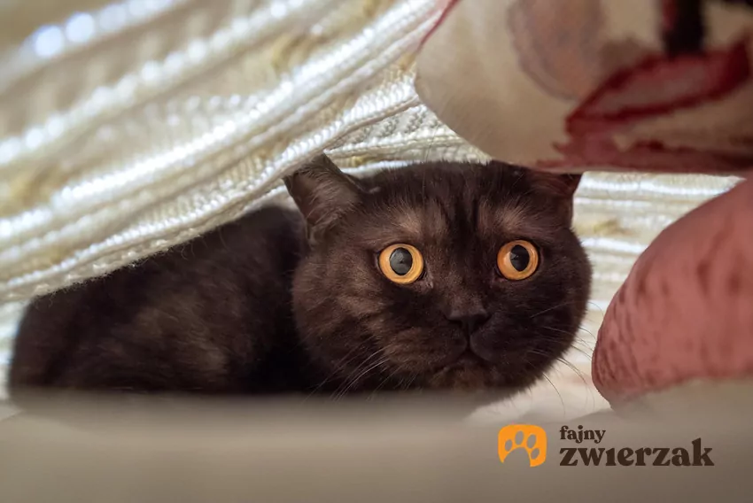 Kot pod narzutą