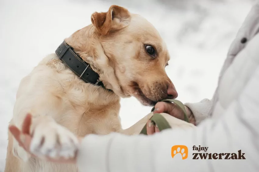 Pies wącha człowieka