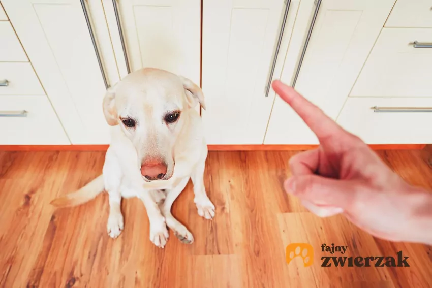 Dłoń z palcem wyciągniętym w kierunku psa