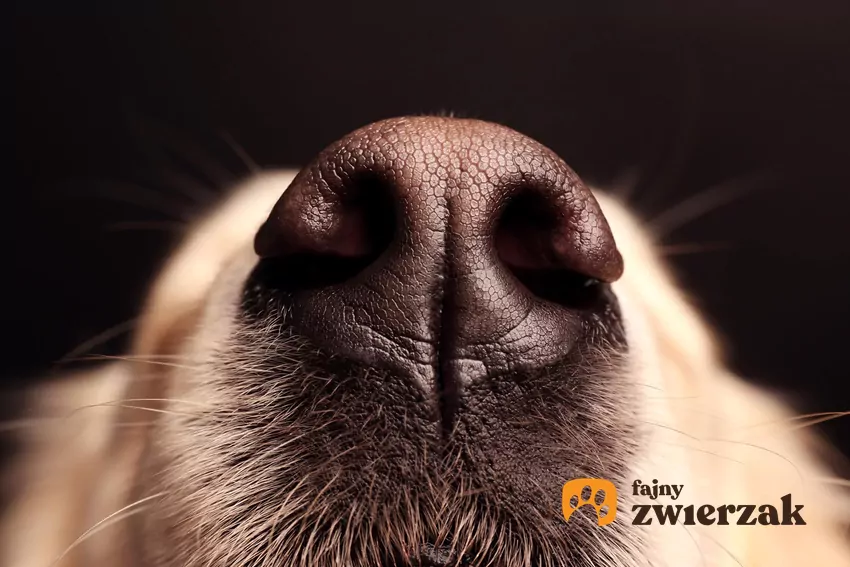Psi nos w powiększeniu