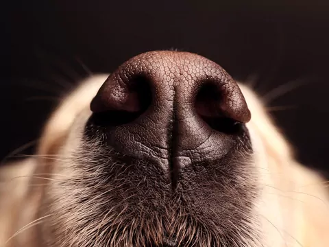 Dlaczego pies ma zimny nos?