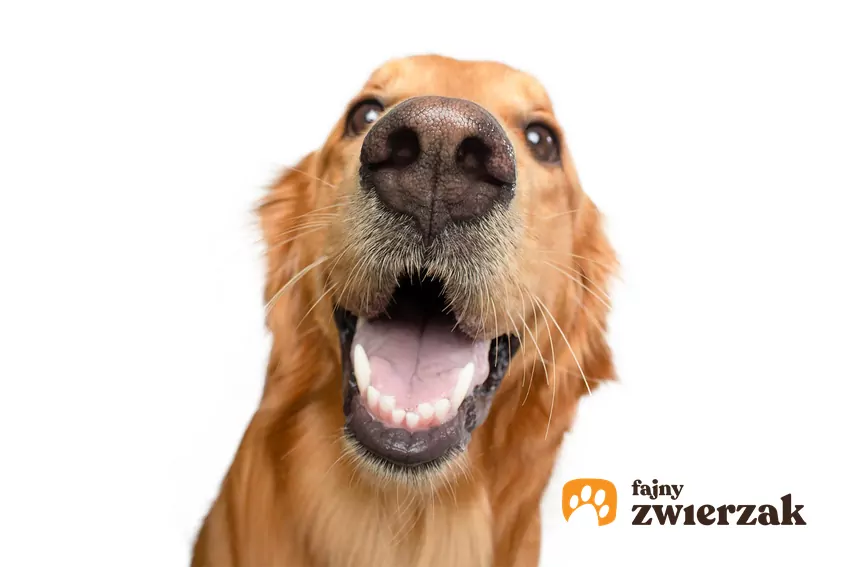Pyszczek psa en face
