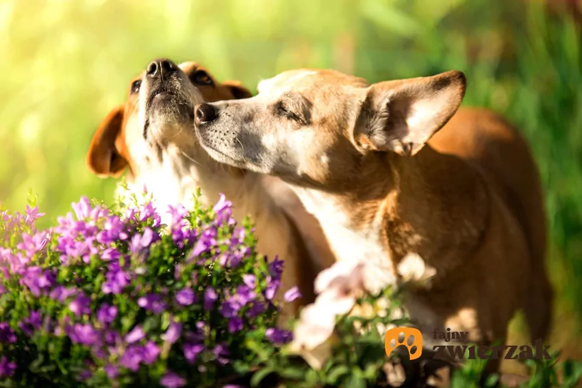 Adopcja drugiego psa może okazać się dobrym pomysłem Dwa przytulające się psy