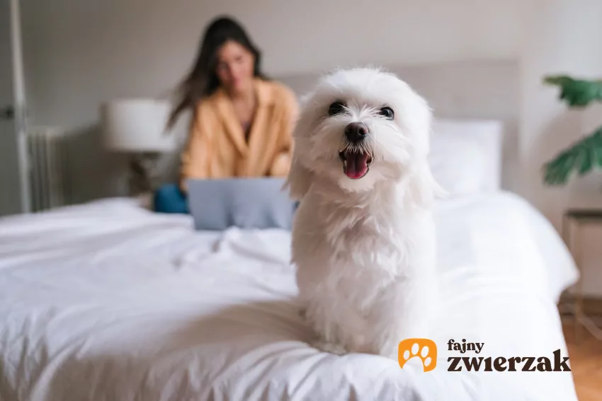 Pojawienie się psa w domu całkowicie zmienia życie Kobieta i maltańczyk siedzą na łóżku
