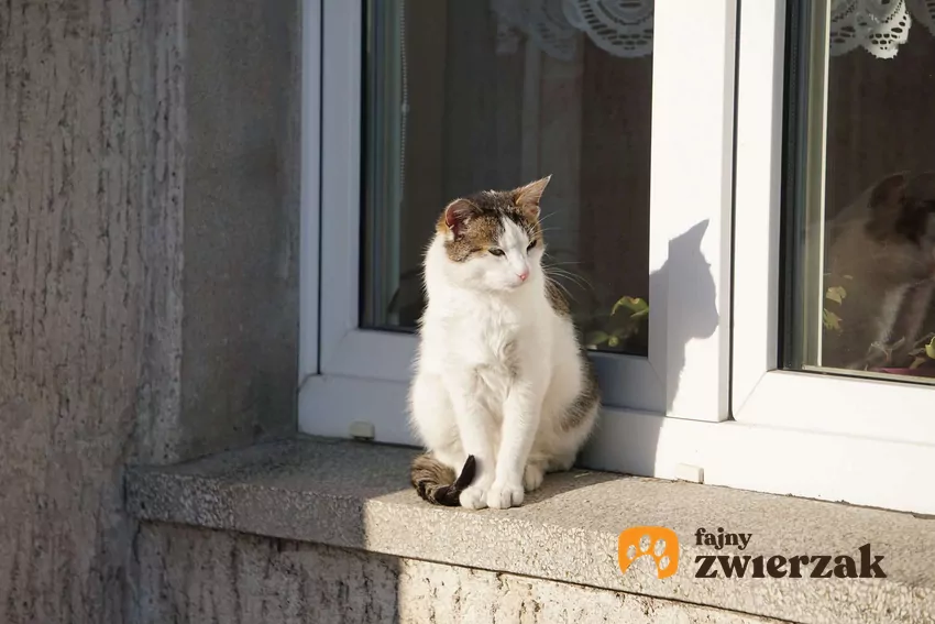 Kot siedzący na parapecie