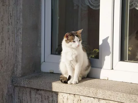 Ten kot sam wybrał sobie właściciela