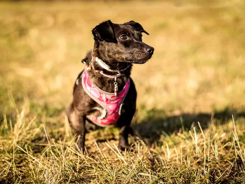 Adopcja psa z problemami