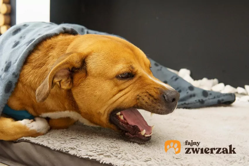 Dlaczego pies kaszle jakby się dusił?