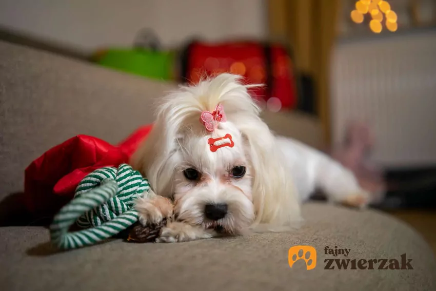 Coraz więcej firm otwiera się na zwierzęta Maltańczyk leży z zabawkami