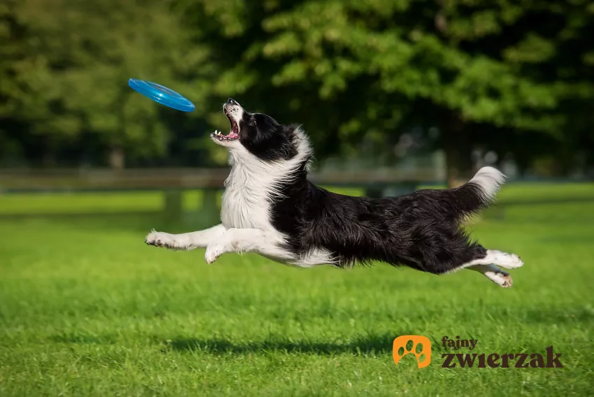 Border collie łapie dysk