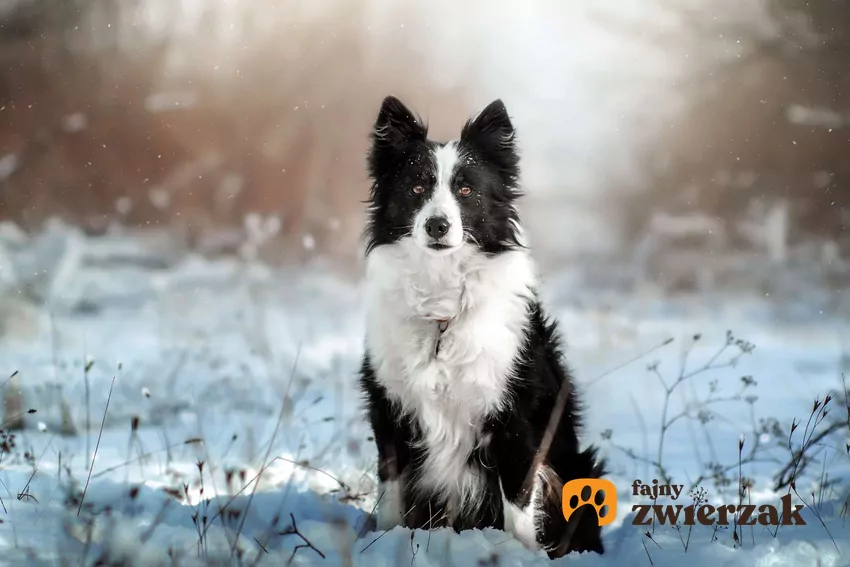 Border collie w zimowej scenerii