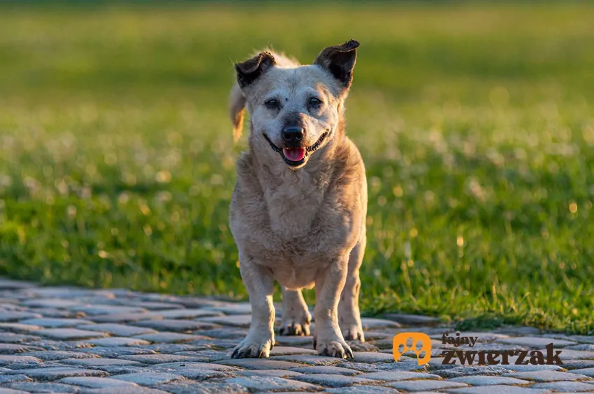 Wesoły kundelek stoi na trawie