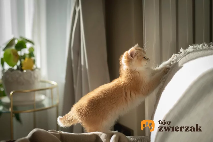 Drapanie to dla kota nie tylko dbanie o higienę pazurów, ale przede wszystkim bardzo ważny sposób komunikacji Kot drapie oparcie kanapy