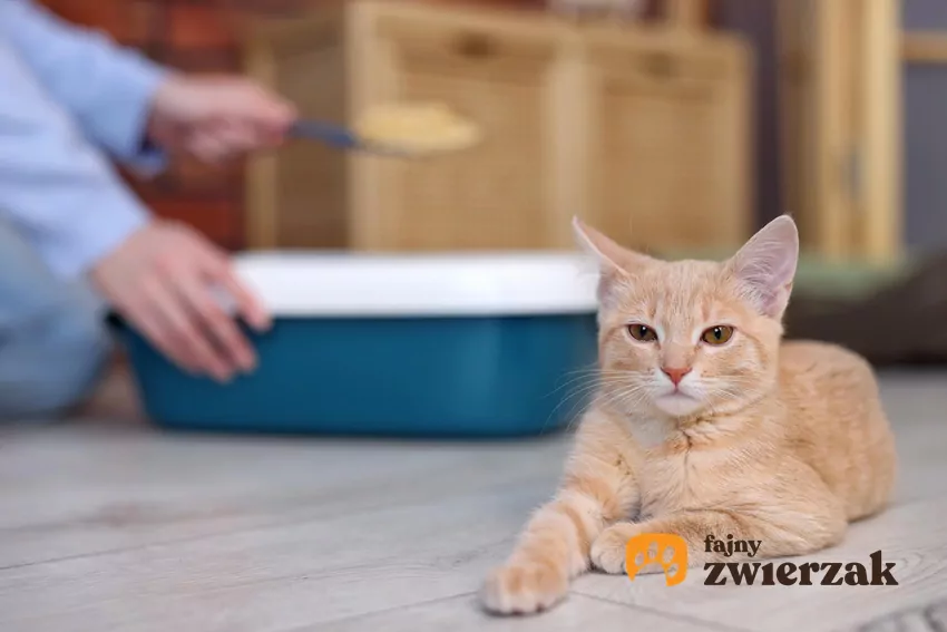 Kot leży przed obiektywem, w tle człowiek sprząta kuwetę