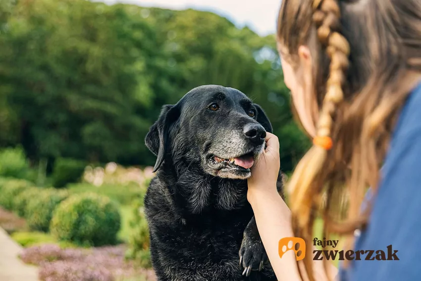 Adoptowali najstarszego psa ze schroniska i nigdy tego nie żałowali Dziewczyna głaszcze starszego psa