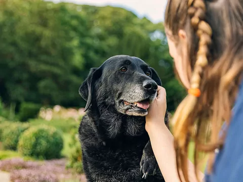 Historia adopcji najstarszego psa ze schroniska