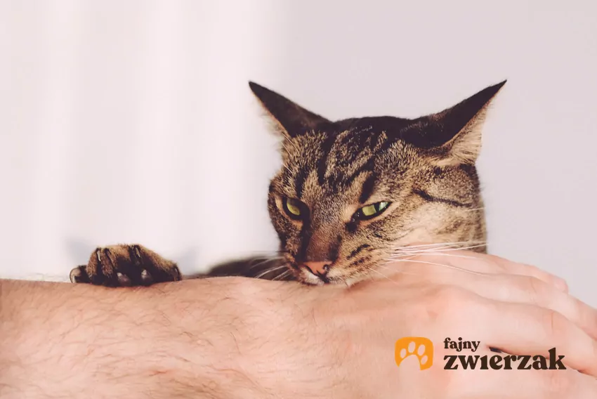 Choć może to brzmieć zaskakująco, niektóre koty delikatnie gryzą swoich opiekunów, chcąc w ten sposób okazać przywiązanie Kot gryzie rękę
