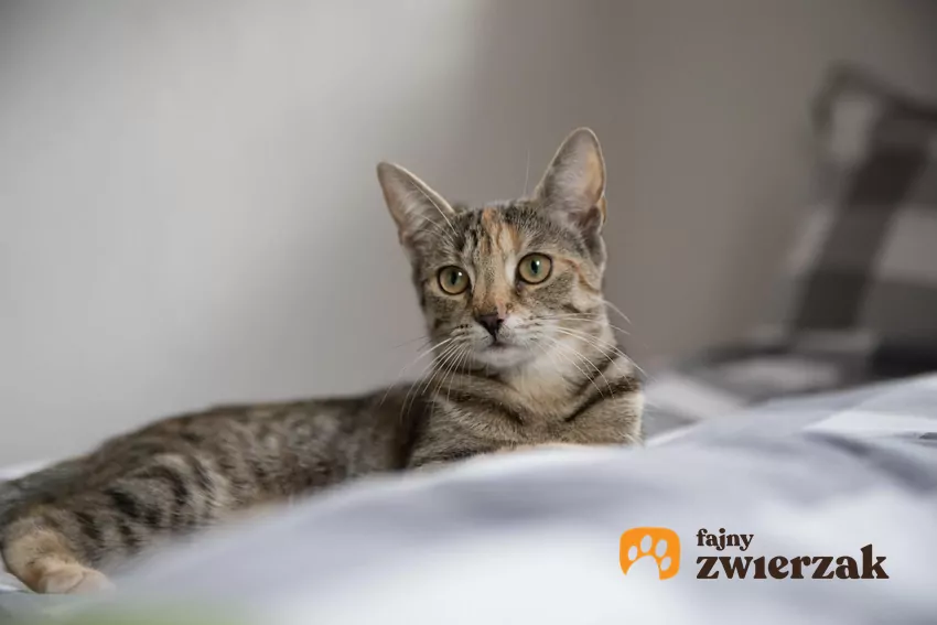 Kot leży na łóżku