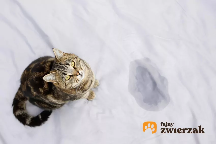 Dlaczego kot zmienia miejsce kuwety?